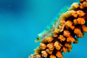 little goby on coral whip by Lance Teo 